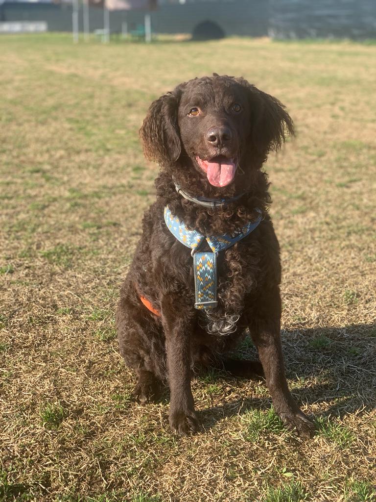 Uscita singola Dogsitting